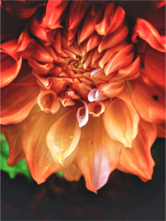 Main image Ember Unfolding